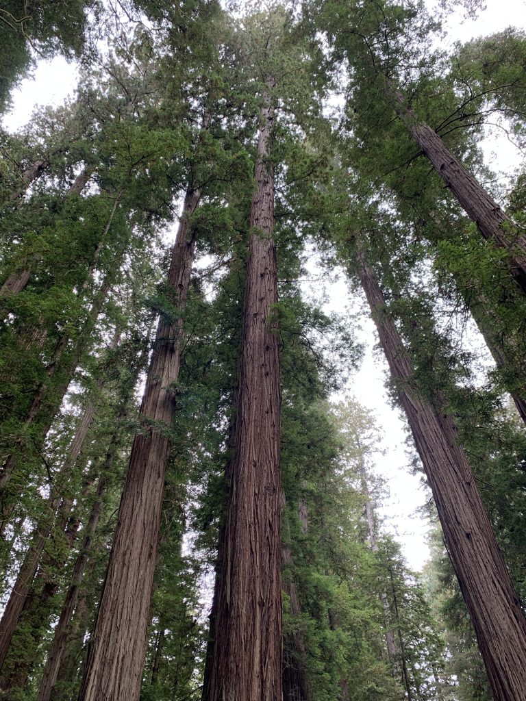 tall trees in redwood